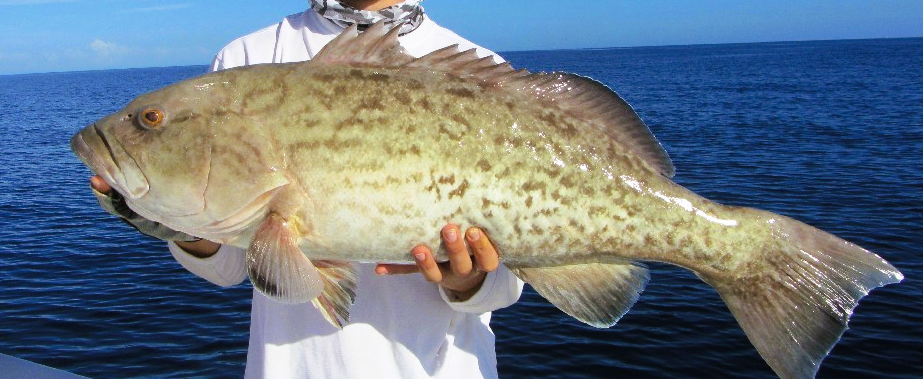 Gag Grouper